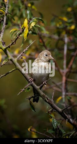 Europäischer Goldfink (Carduelis carduelis) und Jungtiere im Hauxley Nature Reserve, September 2025 Stockfoto