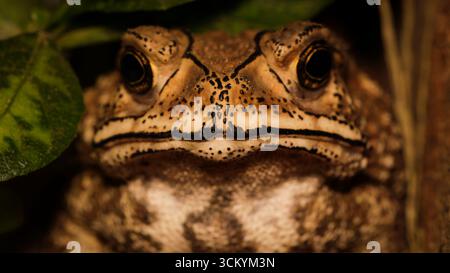 Dieses Nahaufnahme-Foto zeigt einen Frosch, der sich nahtlos in seine üppige grüne Umgebung einfügt und die komplizierten Details seiner Haut und des Strangs hervorhebt Stockfoto