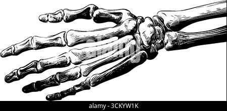 Anatomie der Unterarmmuskulatur und Handgelenkknochen Silhouette für die medizinische Ausbildung. Stock Vektor