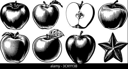Vintage-Apfelquerschnitte und Kernsterne für Retro-Design. Stock Vektor