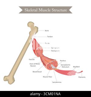 Anatomiediagramm der Skelettmuskelfaserstruktur. Stock Vektor