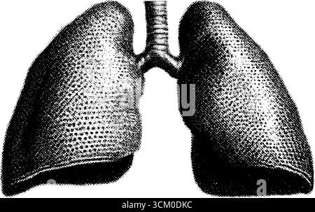 Vintage-anatomischer Lungenquerschnitt im Halbton für die medizinische Gestaltung. Stock Vektor