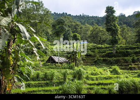 Eine malerische ländliche Szene mit einer kleinen Hütte inmitten von lebendigem, grünem Ackerland und tropischem Laub vor einem Hintergrund üppiger Hügel. Stockfoto