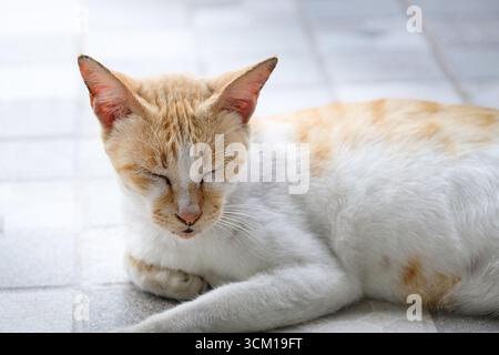 Nahaufnahme einer schlafenden weißen orangen Katze Stockfoto