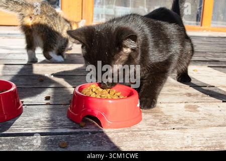 Zwei Kätzchen, schwarz und tabby, essen Trockenfutter aus einer roten Plastikschale auf einem Holzboden draußen. Konzept von Tierpflege, Ernährung und Freundschaft. Stockfoto
