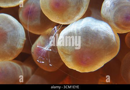 Periclimenes longicarpus - Anemonengarnelen Stockfoto