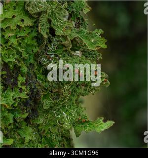 Baumlungkraut (Lobaria pulmonaria) wächst auf Eichen in den Atlantic oakwoods von Morvern, Westküste Schottlands Stockfoto