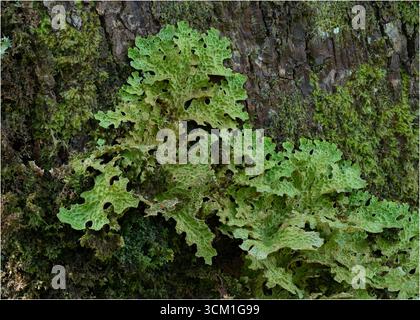 Baumlungkraut (Lobaria pulmonaria) wächst auf Eichen in den Atlantic oakwoods von Morvern, Westküste Schottlands Stockfoto