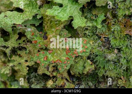 Baumlungkraut (Lobaria pulmonaria) wächst auf Eichen in den Atlantic oakwoods von Morvern, Westküste Schottlands Stockfoto