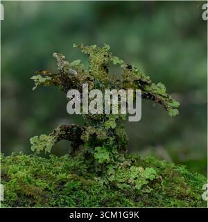 Baumlungkraut (Lobaria pulmonaria) wächst auf Eichen in den Atlantic oakwoods von Morvern, Westküste Schottlands Stockfoto