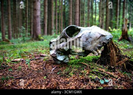 Schädel eines Hirsches im Urwald von Kocevski rog in der Region Notranjska in slowenien Stockfoto