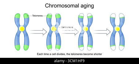 Alterungsprozess. Ein Telomer an den Enden der Chromosomen. Jedes Mal, wenn sich eine Zelle teilt, werden die Telomere kürzer. Chromosomales Altern. Telomere. Ce Stock Vektor