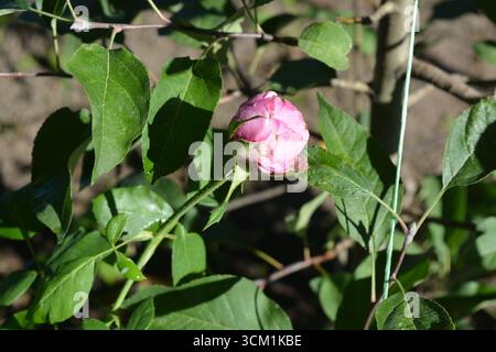 Heller, saftiger Verkauf. Große Rosensträucher mit hellen Knospen, die im September blühen. Rosen wachsen unter den Sonnenstrahlen. Stockfoto