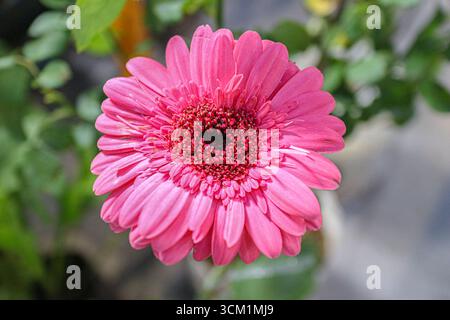 Rosa Gerbera Gänseblümchen auf dem Nachtblumenmarkt, weicher, unscharfer Hintergrund, farbenfrohe Blumen, warme Lichter und mehrschichtige Blütenblätter im Fokus. Stockfoto
