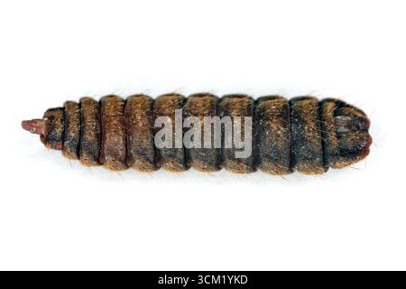 Schwarze Soldatenfliegenart, Hermetia illucens. Larveninstar, Präpupa. Seitenansicht. Stockfoto