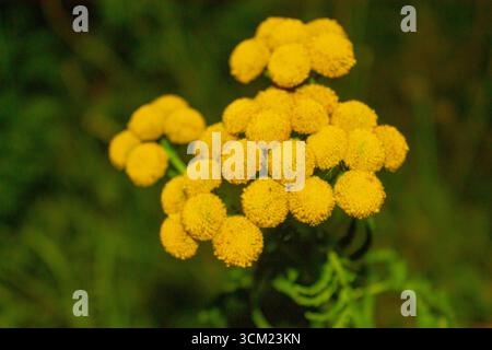 Goldene Bündel von Tansy-Blüten platzen vor einem tiefgrünen Hintergrund, ihre knopfartigen Blüten bilden einen lebendigen Teppich der Wildnis des Spätsommers. Stockfoto