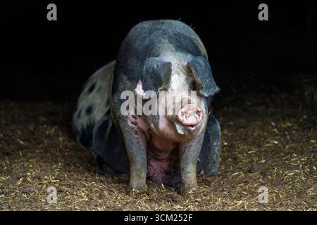 Baumberger Landschweine, Kreuzungsrassen aus dem Bentheimer Schwarzen Rasen, auch bekannt als Buntes Bentheimer Schwein, einer seltenen Hausschweinrasse in Germa Stockfoto