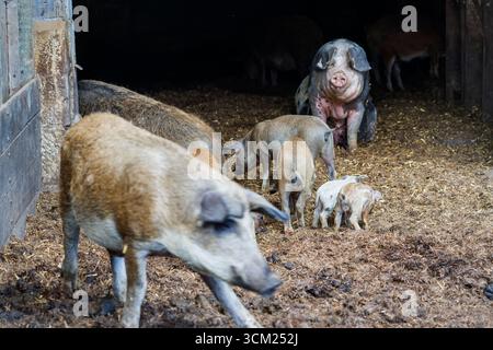 Baumberger Landschweine, Kreuzungsrassen aus dem Bentheimer Schwarzen Rasen, auch bekannt als Buntes Bentheimer Schwein, einer seltenen Hausschweinrasse in Germa Stockfoto