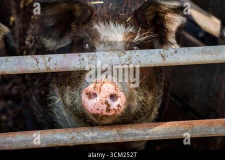 Baumberger Landschweine, Kreuzungsrassen aus dem Bentheimer Schwarzen Rasen, auch bekannt als Buntes Bentheimer Schwein, einer seltenen Hausschweinrasse in Germa Stockfoto