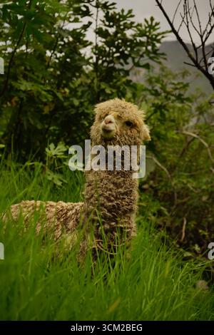 Bauernhof Alpaca in Colca, nahe Chivay in der Region Arequipa in Peru, März 2024 Stockfoto