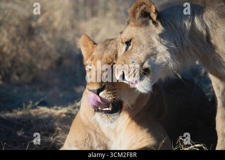 Zärtliches Moment zwischen zwei verwandten Löwen Stockfoto