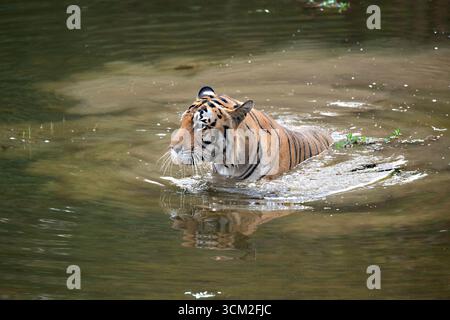 Männlicher Erwachsentiger schwimmt in einem Pool im Kanha-Nationalpark in Indien Stockfoto