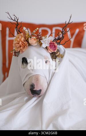 Halloween-Feier mit niedlichem Bullterrier Hund im Geisterkostüm und Deko Stockfoto