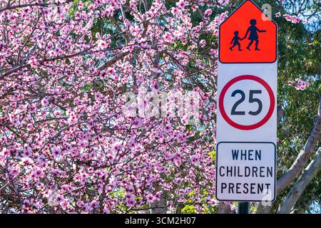Frischer Frühlingshintergrund mit weichen Pfirsichblüten. Natürliche florale Schönheit und saisonale Naturszene. Stockfoto