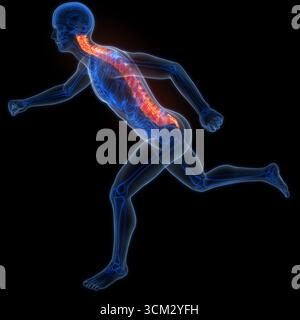 Wirbelsäule Wirbelsäule Wirbelsäule Wirbelsäule des menschlichen Skelettsystems Anatomie Stockfoto