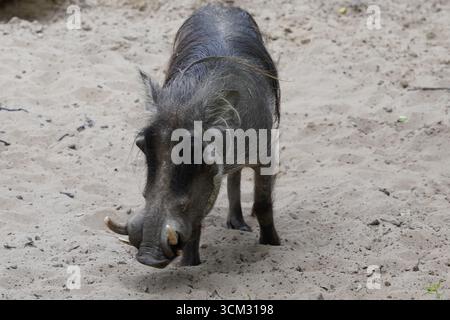 Frontale Nahaufnahme eines männlichen gewöhnlichen Warzenschweins (Phacochoerus africanus) mit großen Stoßzähnen, die den Sand der afrikanischen Savanne aufgruben, um nach Nahrung zu suchen Stockfoto