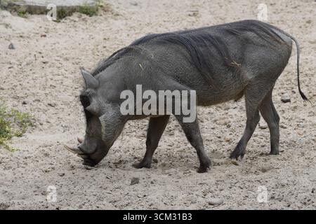 Ein männliches Warzenschwein (phacochoerus africanus) nutzt die großen Stoßzähne auf seinem Kopf, um Sand in der afrikanischen Savanne zu graben. Stockfoto