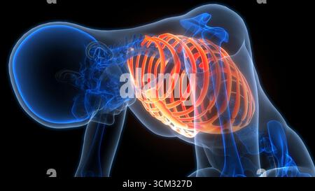Human Skeleton System Rib Cage Bone Joints Anatomy Stockfoto
