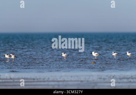 Eine Gruppe von Krabbenpflügen, die sich am Ufer der Bucht von bengalen im Marine National Park in Gujarat ernähren Stockfoto