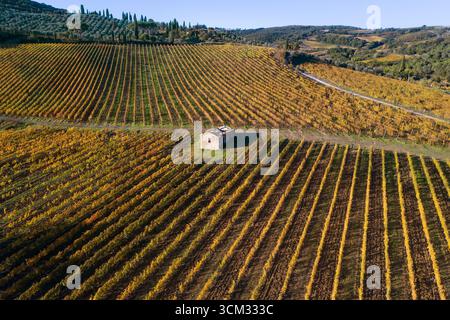 Große sonnendurchflutete gelbe Weinbergplantage mit Haus im Hintergrund mitten im Herbst. Umwelt, Landwirtschaft, Weinbaukonzept. Irgendwo in ce Stockfoto