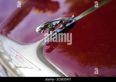 Jaguar 420G Linkslenkung Jahr 1969, Nahaufnahme eines Jaguar Kühlermaskottchens an einem roten Auto mit Chromdetails, Oldtimer Classic, Gala International Concours d'Eleg Stockfoto