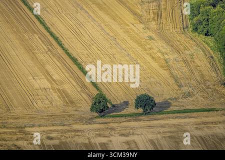 Luftaufnahme, zwei Bäume auf Wiesen und Feldern am Uffelbach, Werl, Werl-Unnaer Boerde, Nordrhein-Westfalen, Deutschland, 2 Bäume, Baum, Baum in einer Mea Stockfoto