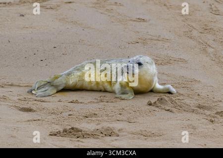 Grausiegel-Welpen, Horsey, Norfolk Stockfoto