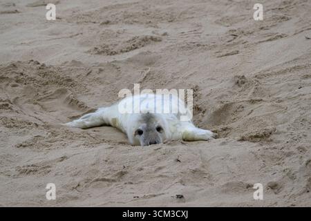 Grausiegel-Welpe, Norfolk Stockfoto