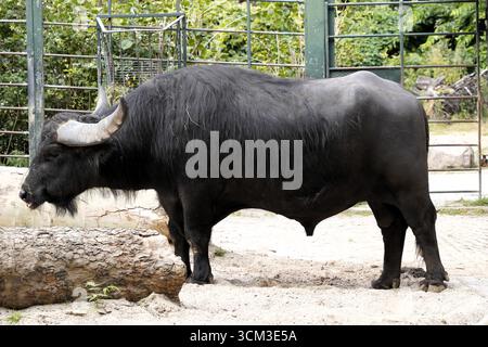 Seitenprofil eines männlichen Hauswasserbüffels (Europäischer Wasserbüffel oder Bubalus bubalis) mit dunkelschwarzem Fell und massiven Hörnern, die auf einer Farm stehen Stockfoto