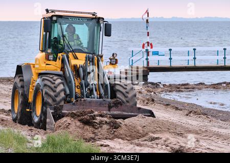 Helsingborg, Schweden; 12. August 2025: Volvo-Radlader schiebt Algen am Sandstrand von Laröd während der morgendlichen Reinigung. Stockfoto
