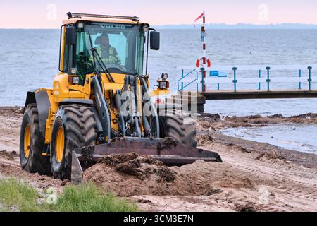 Helsingborg, Schweden; 12. August 2025: Volvo-Radlader schiebt Algen am Sandstrand von Laröd während der morgendlichen Reinigung. Stockfoto