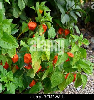 Orange rote Sommerfrüchte von Physalis alkekengi oder chinesische Laterne oder Blasenkirsche UK Garden September Stockfoto