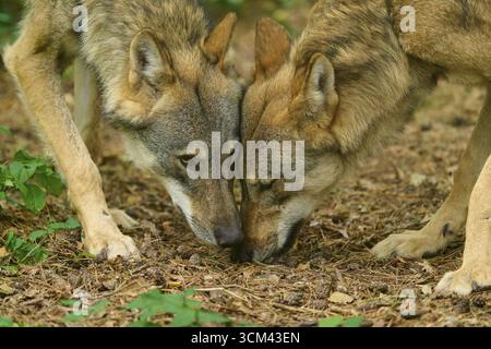 Zwei Wölfe, die dicht beieinander stehen und auf dem Waldboden schnüffeln, Wolf (Canis Lupos), Deutschland Stockfoto