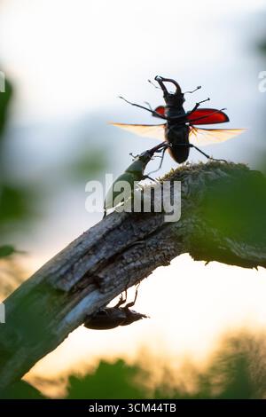 Hirschkäfer, Lucanus cervus, erwachsenes Weibchen mit zwei Männchen, Thüringen, Deutschland Stockfoto