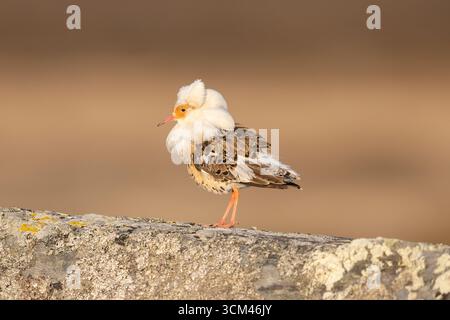 Ruff, Philomachus pugnax, männlich im Zuchtgefieder, Lappland, Schweden Stockfoto