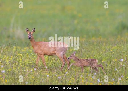 Rehe, Capreolus capreolus, Rehe mit kleinem Rehkitz, Mecklenburg-Vorpommern, Deutschland Stockfoto