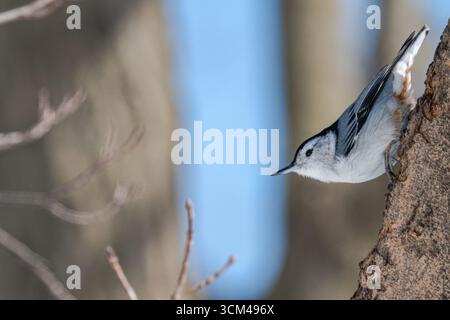 Weißbusiger Nuthatch auf einem Baum Stockfoto