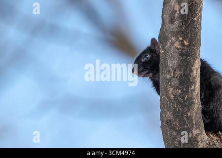 Östliches graues Eichhörnchen auf einem Baumzweig Stockfoto