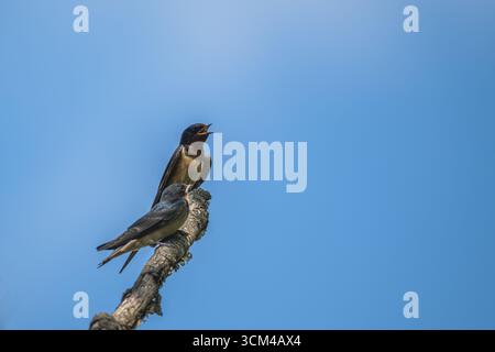 Scheunenschwalben sitzen auf einem Ast Stockfoto
