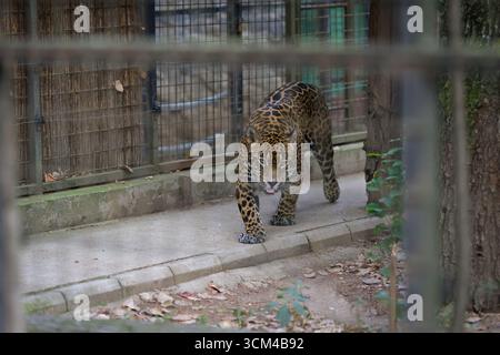 Ein jaguar (Panthera onca) in einem Käfig in einem osteuropäischen Zoo. Stockfoto